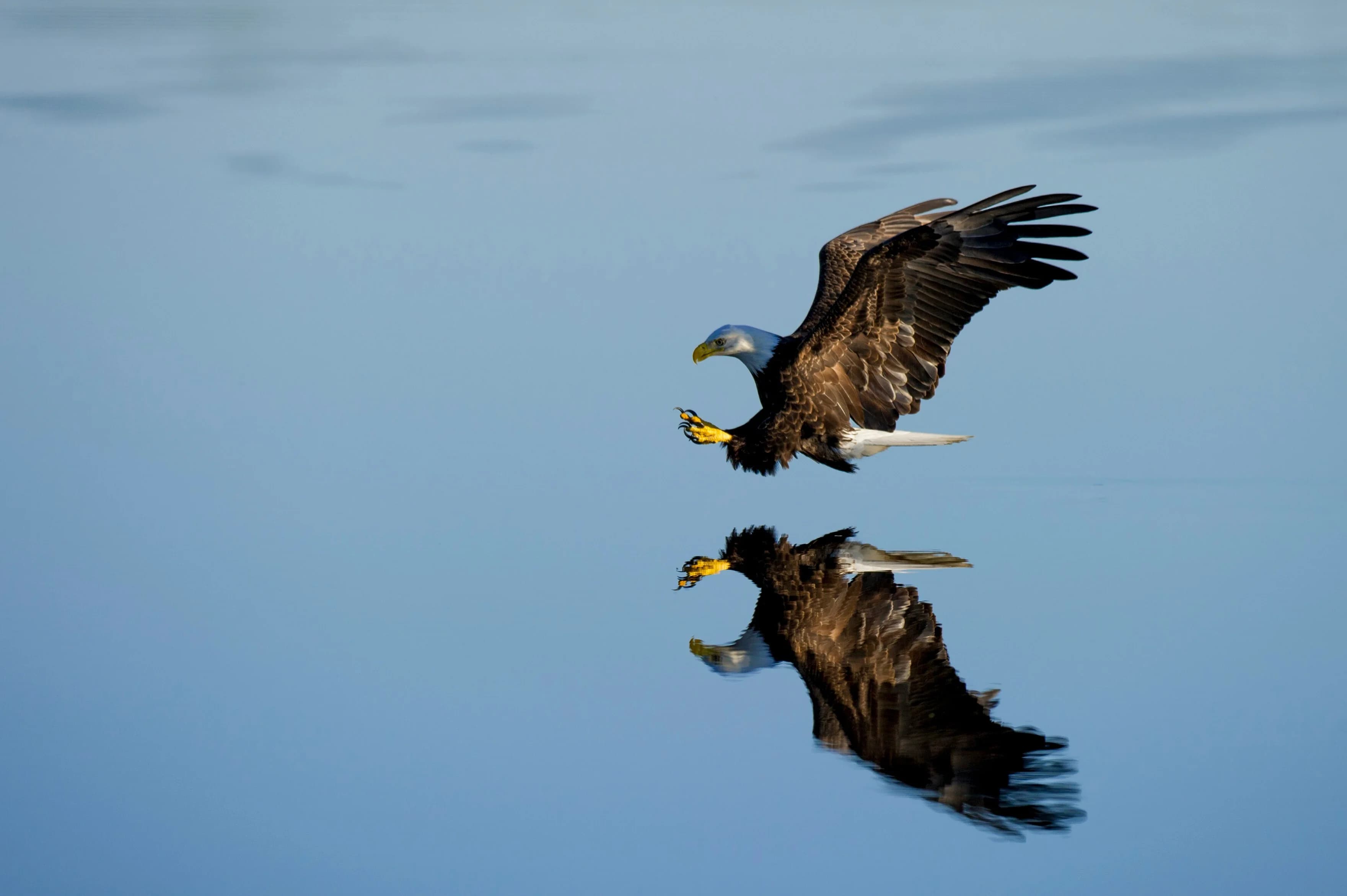 Eagle soaring over water - representing precision and vision